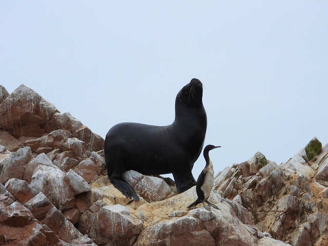 Sea lion and guanay cormorant, Ballestas Islands, Paracas, Pisco, Ica, Peru