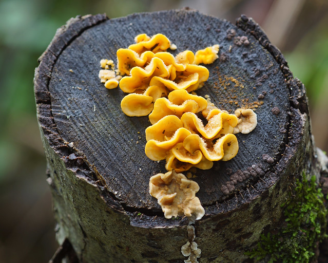 Funghi gialli su tronco d'albero tagliato