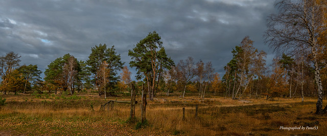 Schneverdingen - Herbstliche Heidelandschaft