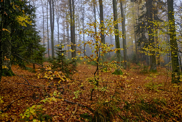 Herbstleuchten im Nebelwald