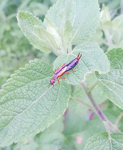 Pincher bug