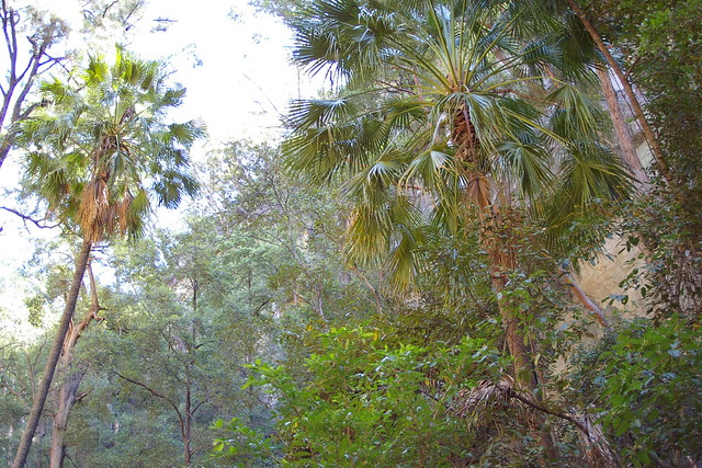 Carnarvon Gorge - Cabbage Palm