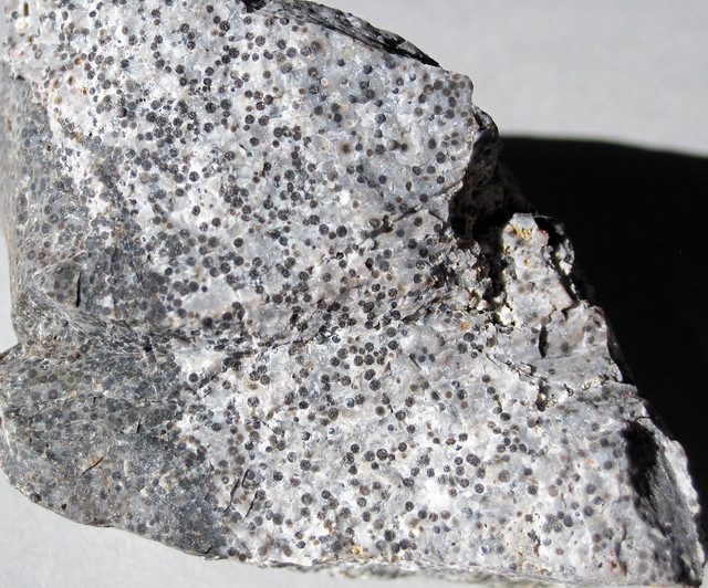 Oolitic chert (Gatesburg Formation, Upper Cambrian; State College, Pennsylvania, USA) 1