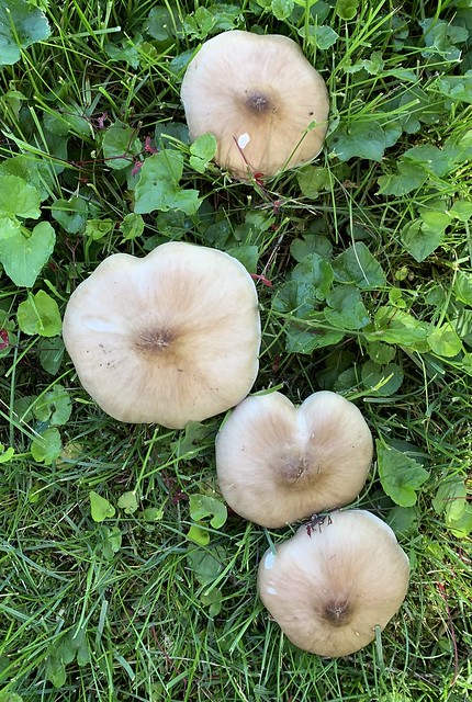 Deer mushroom, Pluteus cervinus