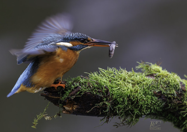 Mrs Kingfisher with Breakfast