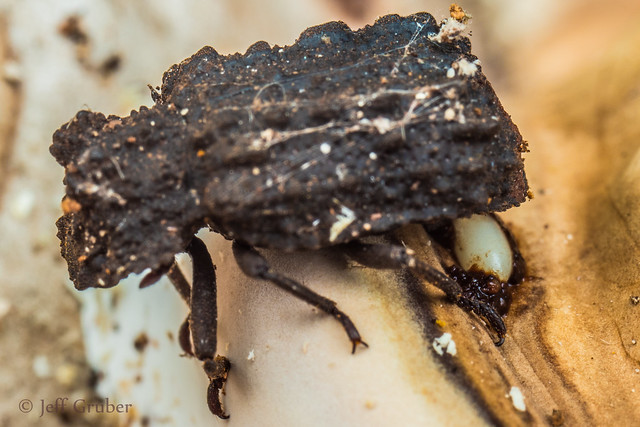 Forked Fungus Beetle (Bolitotherus cornutus) encapsulating egg