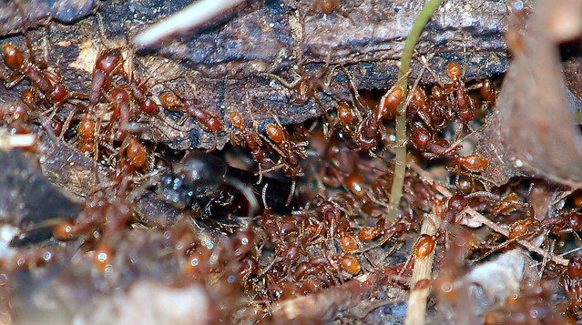Swarming Army Ants 2