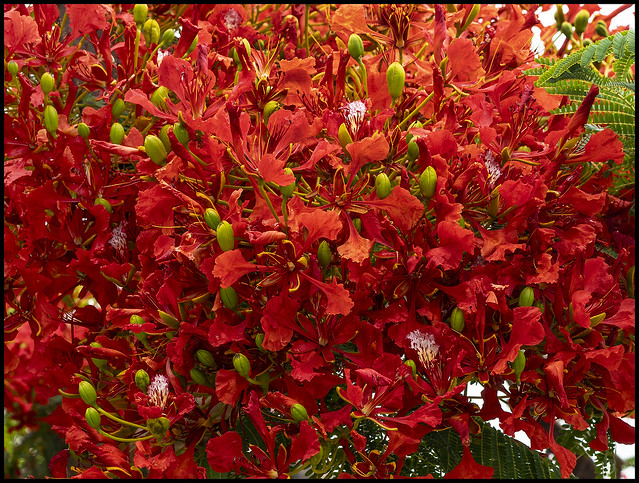 Poinciana opening for summer-1