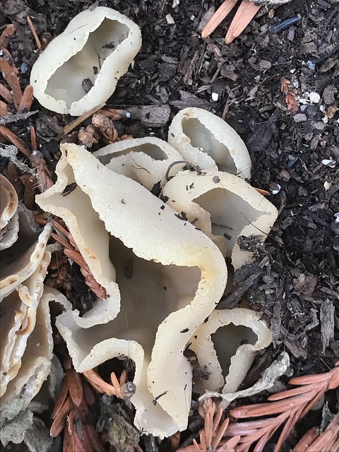 Creepy Fungi