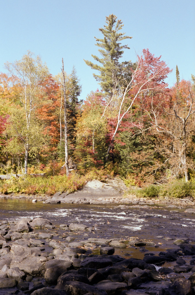 Birches on the East Side of the Oxtongue
