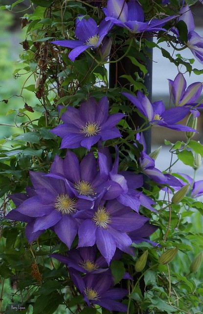 Clematis climbing the post
