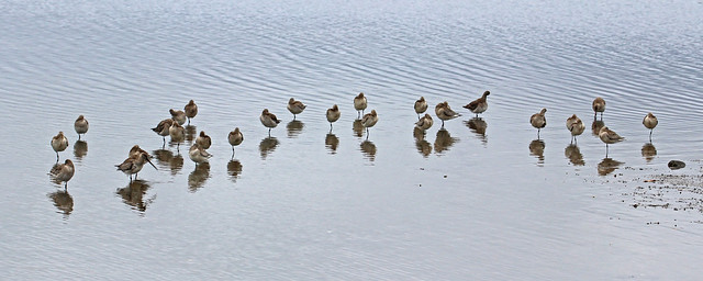 Bar-tails Godwits, Lake Illawarra