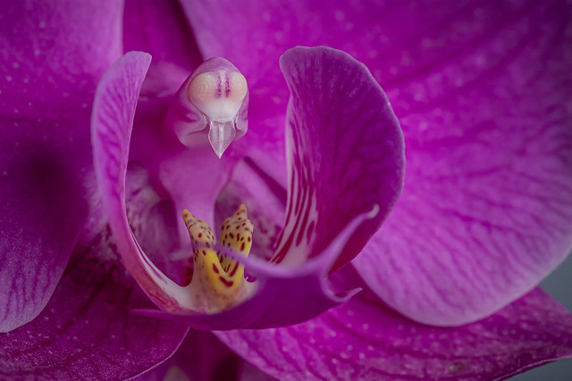 Detail of an orchid