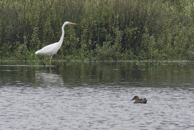 Shoveler duck and a white heron