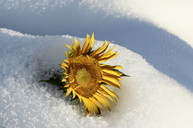 A sunflower stands, atop a snow-covered hill.