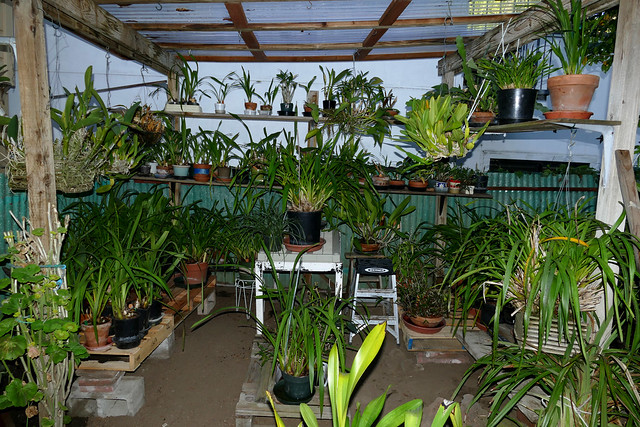 the orchid shed with its new roof gets restocked 10-23