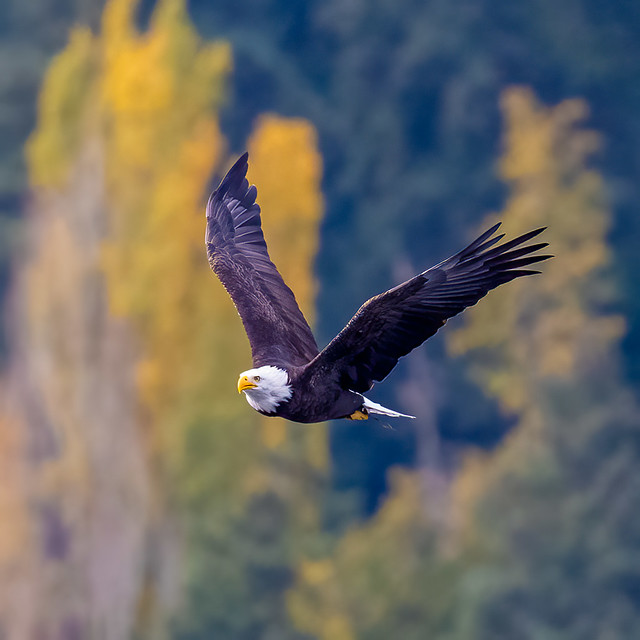 Bald Eagle in the PNW