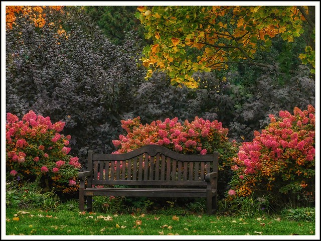 Bench in Autumn Colors