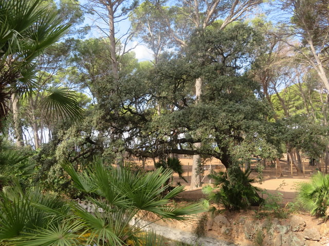 Quercus rotundifolia Lam. - Steeneik - Tarragona - Parc Sama 230911