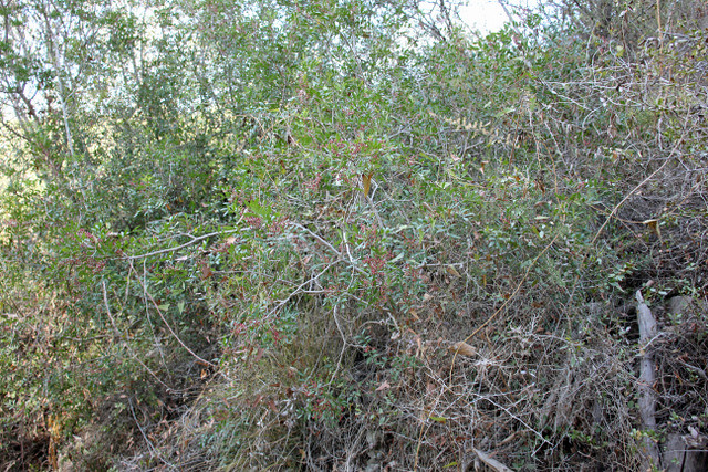 Pistacia lentiscus L. - Tarragona 230910-3