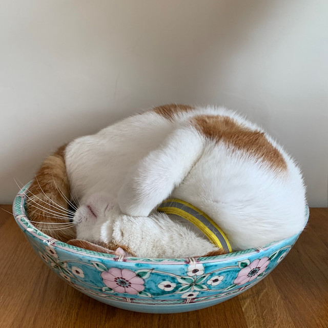 BB asleep in the fruit bowl
