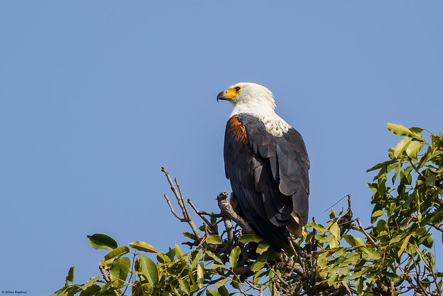 African Fish Eagle (Icthyophaga vocifer)