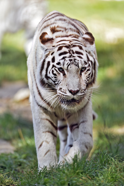 White tigress approaching