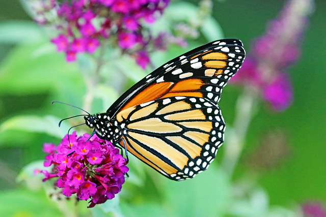 Beauty Of The Monarch