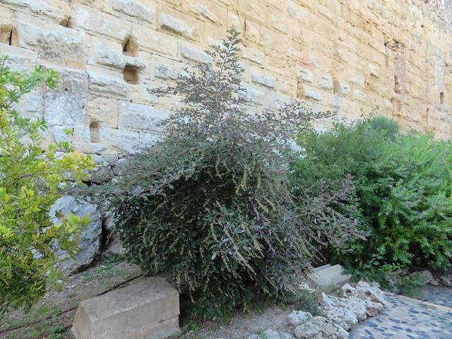 Vitex trifolia L. - Tarragona 230910-2