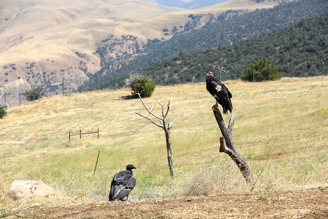 California condors at Bitter Creek National Wildlife Refuge, August 2023