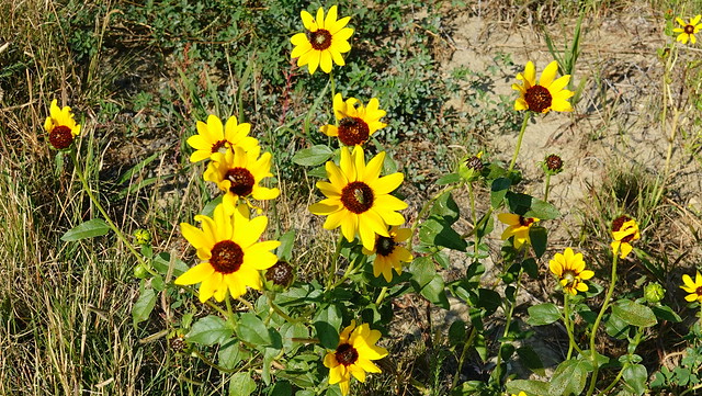 Green Bee on Prairie-Sunflowers