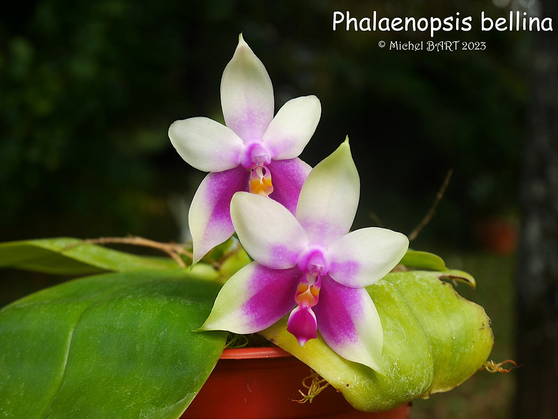 Phalaenopsis bellina 53314508695_9c1a92da2e_c