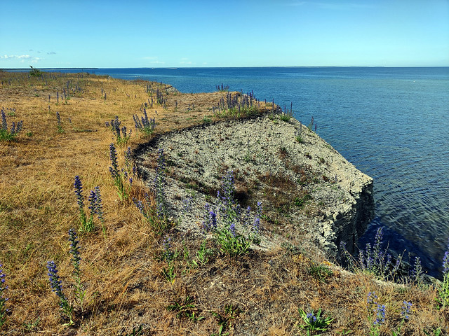 Ninase limestone cliff (Estonia, Saaremaa, 20230625)