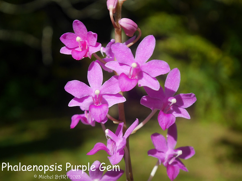 Phalaenopsis Purple Gem 53314845240_8245b6b59a_c