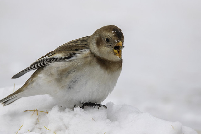 Snow Bunting in Snow