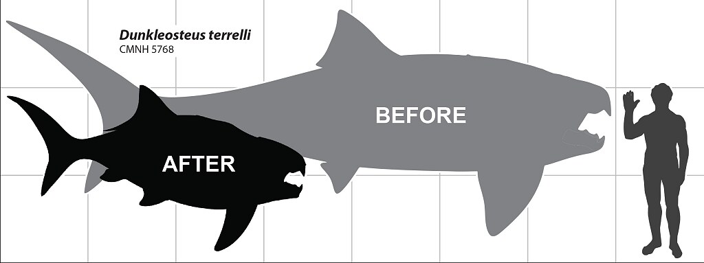 Engelman, Russell K. 2023. "A Devonian Fish Tale: A New Method of Body Length Estimation Suggests Much Smaller Sizes for Dunkleosteus terrelli (Placodermi: Arthrodira)" Diversity 15, no. 3: 318. https://doi.org/10.3390/d15030318