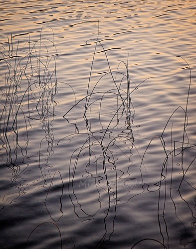 Loon Lake Reeds at Sunset by Michael Koole - Vision Three Images, roadtrip loonlake lake water reeds sunset michaelkoole nikon d750 nikkor 24120mmf4gvr michigan