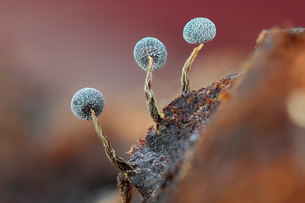 Physarum sp. slime mold
