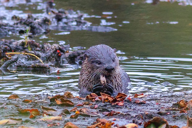 River otter with a fish lunch