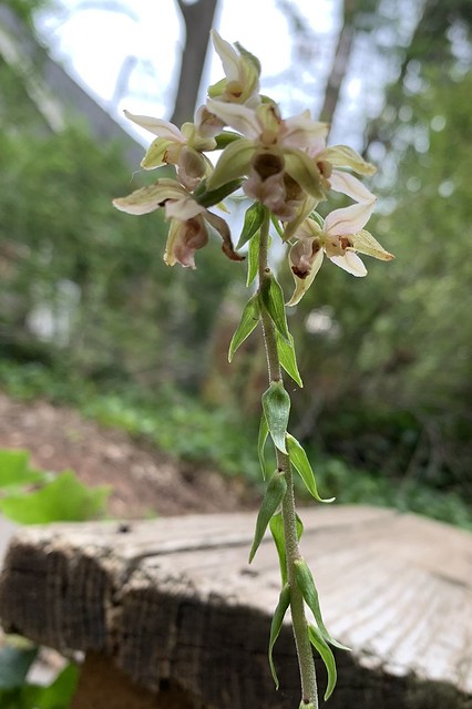 Tiny orchid: Epipactis helleborine