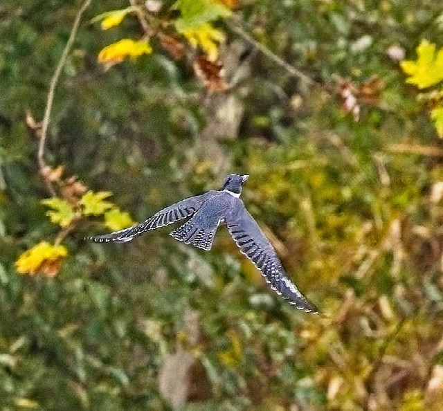 Belted Kingfisher in Flight 2