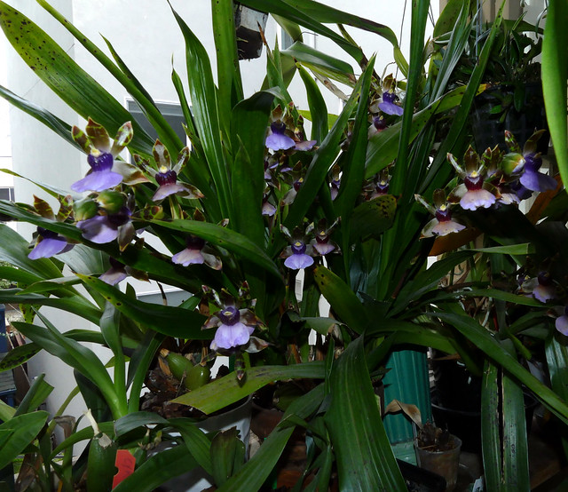 Zygopetalum maxillare species orchid with 15 spikes