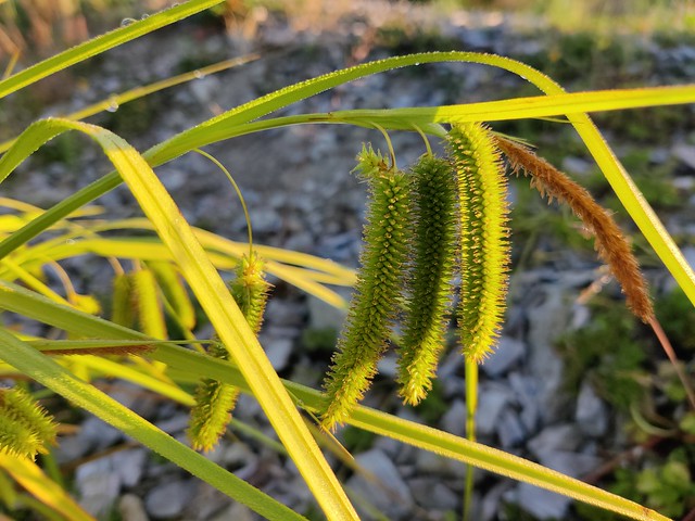 Carex pseudocyperus (Cyperaceae) (Estonia, Saaremaa, Kuressaare, 20230626)
