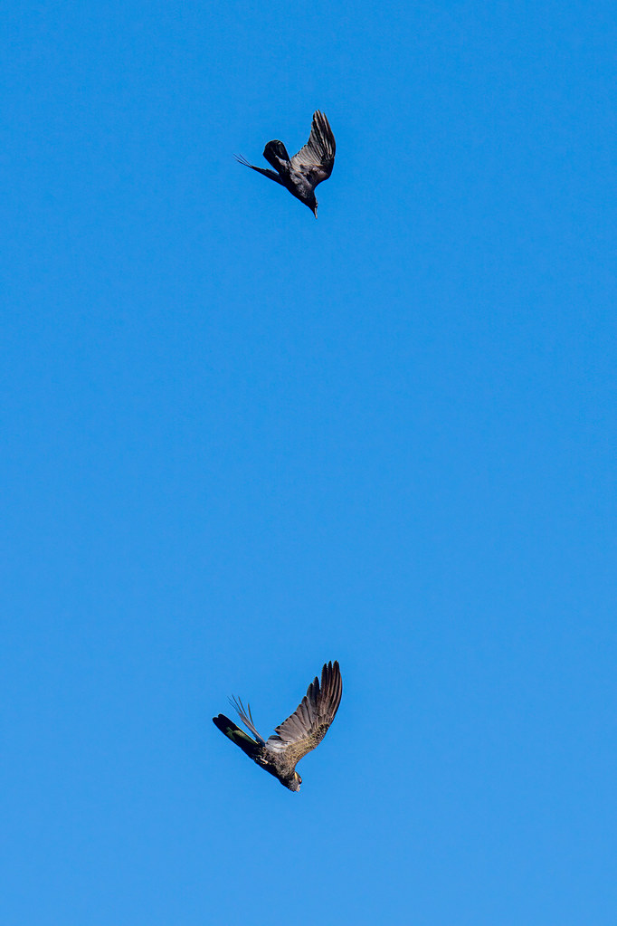 Raven chasing a Yellow-tailed black cockatoo in the blue afternoon sky