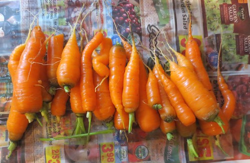 Late Fall Harvested Carrots