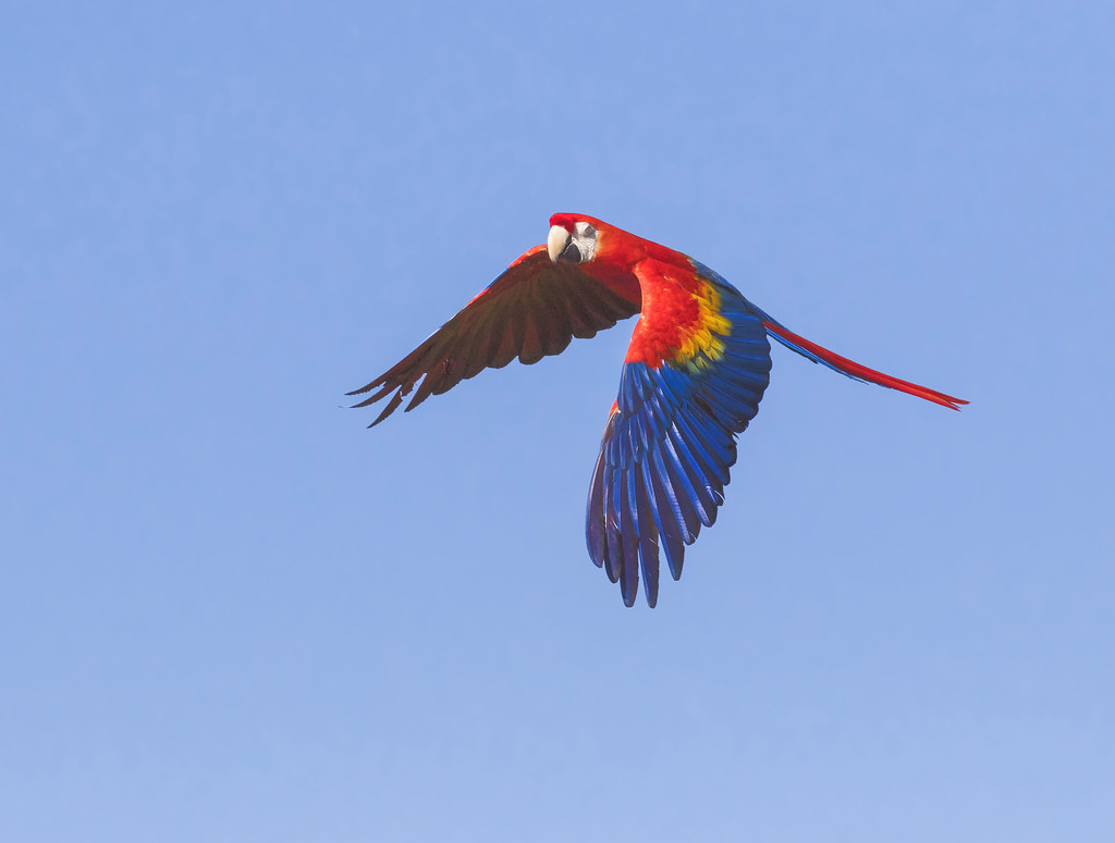 Scarlet Macaw putting on a great display