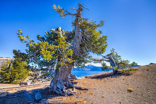 Ancient Whitebark Pine Tree