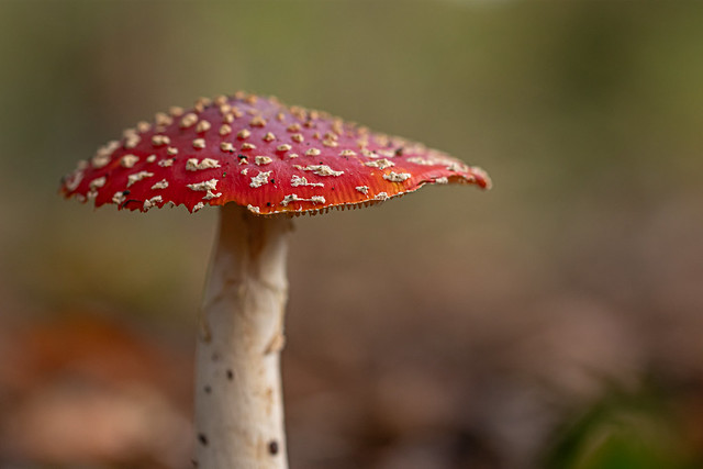 Little red and white umbrella