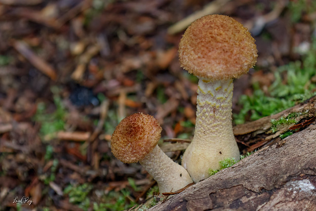 Champignon non-identifié / unidentified mushroom