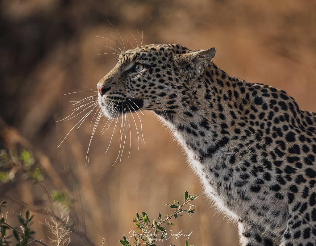The colour edit of my leopard,Okavango delta,Botswana.